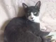 GATINHO