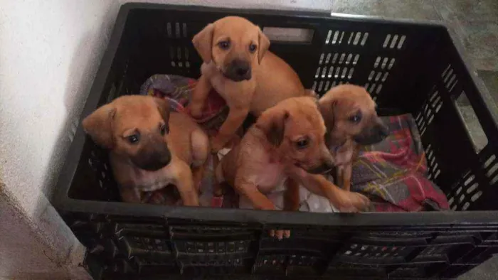 Cachorro ra a Labrador/Vira Lata idade 2 a 6 meses nome Sem nome