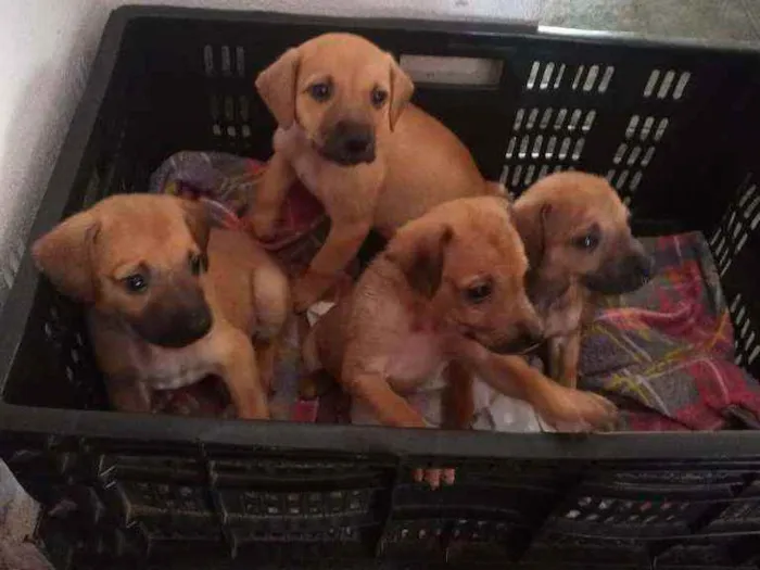 Cachorro ra a Labrador/Vira Lata idade 2 a 6 meses nome Sem nome