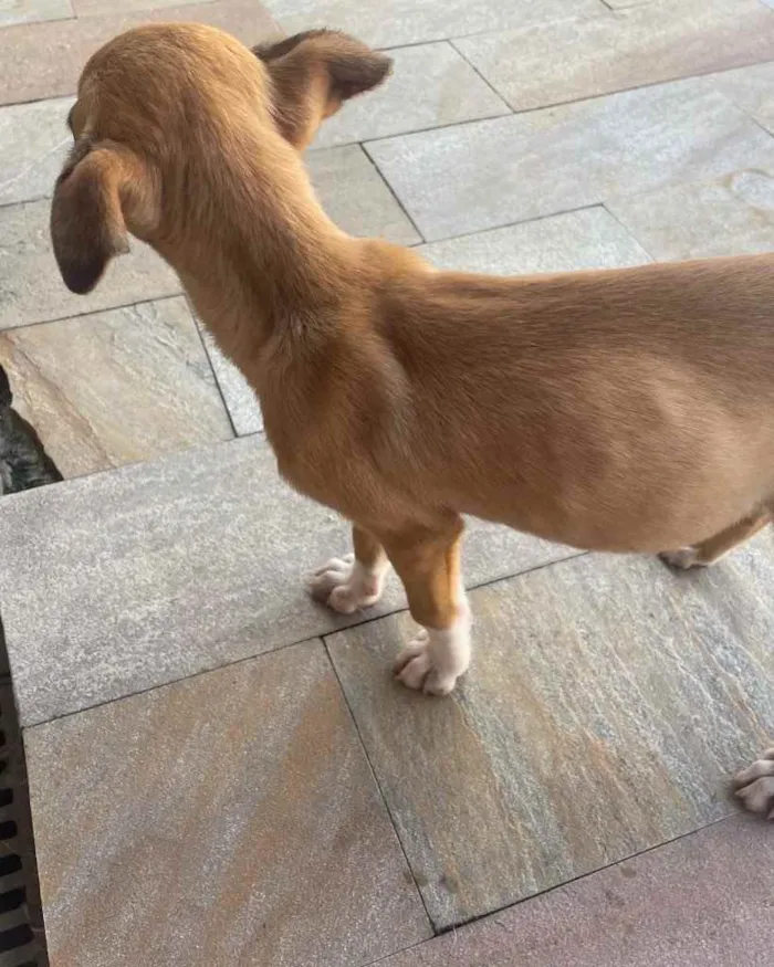 Cachorro ra a Srd idade 2 a 6 meses nome Caramelo