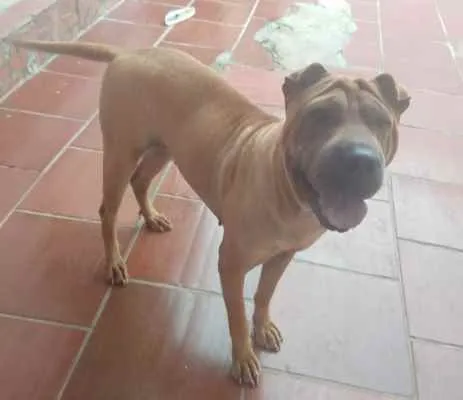 Cachorro ra a Sharpei idade 4 anos nome Fiona