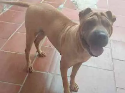 Cachorro ra a Sharpei idade 4 anos nome Fiona