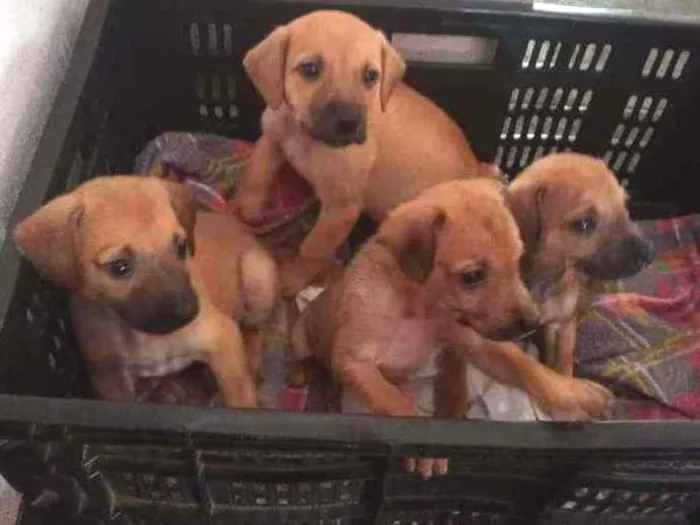 Cachorro ra a Labrador/Vira Lata idade 2 a 6 meses nome Sem nome