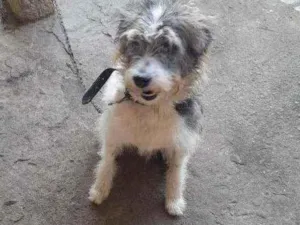 Cachorro raça Mix  idade 6 ou mais anos nome Max