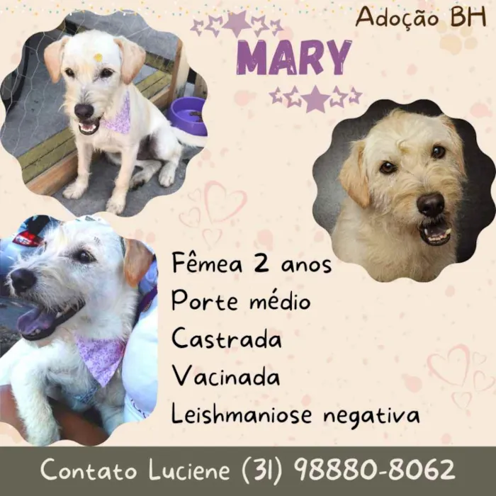 Cachorro raça Srd idade 2 anos nome Mary