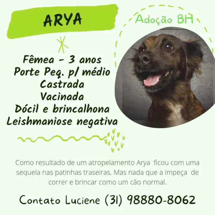 Cachorro raça Srd idade 3 anos nome Arya