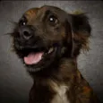 Arya