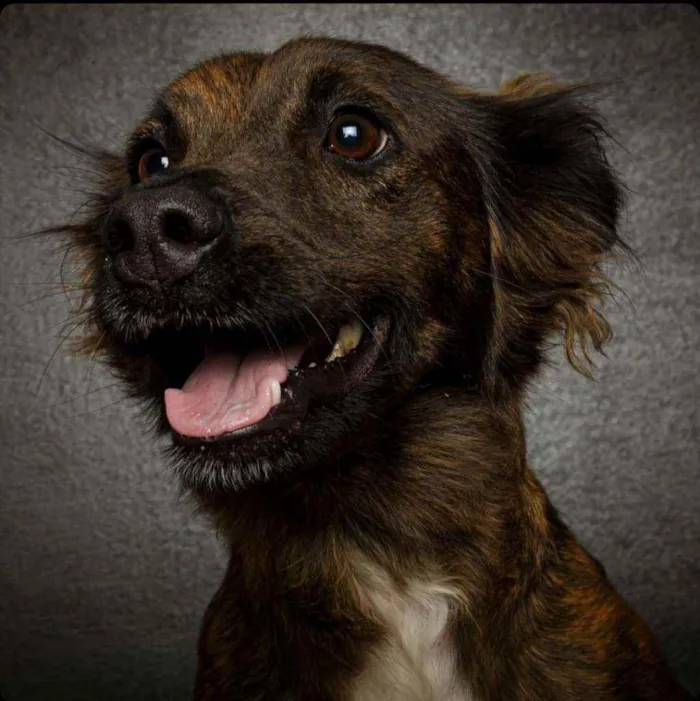 Cachorro raça Srd idade 3 anos nome Arya
