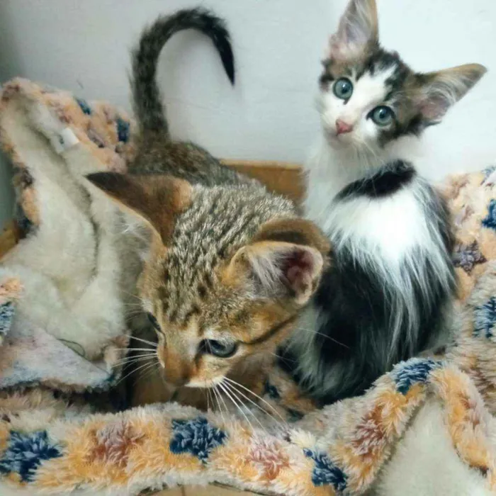 Gato ra a srd idade Abaixo de 2 meses nome filhotes