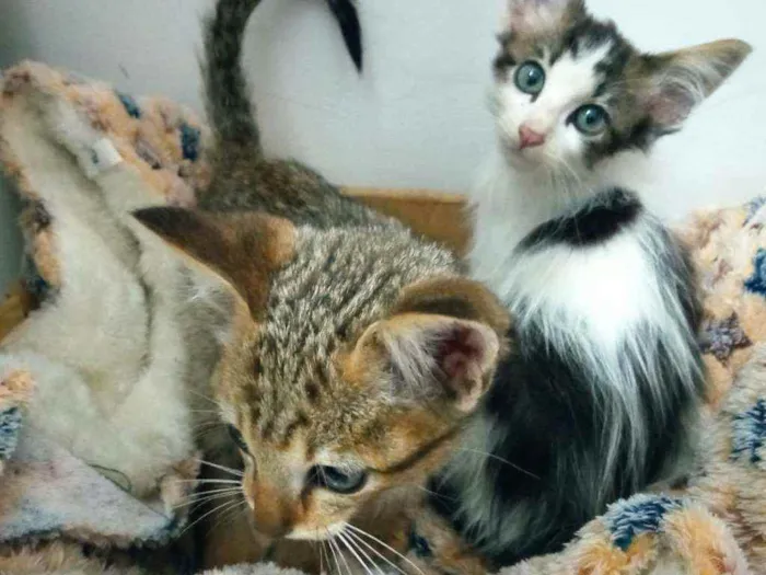 Gato ra a srd idade Abaixo de 2 meses nome filhotes