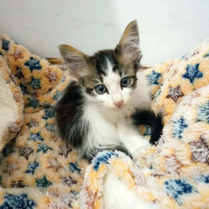 Gato ra a srd idade Abaixo de 2 meses nome filhotes