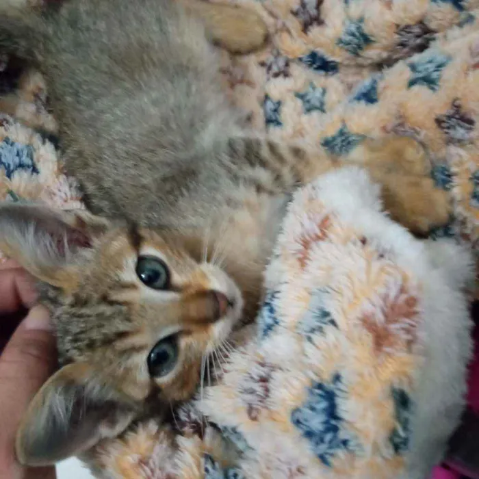 Gato ra a srd idade Abaixo de 2 meses nome filhotes