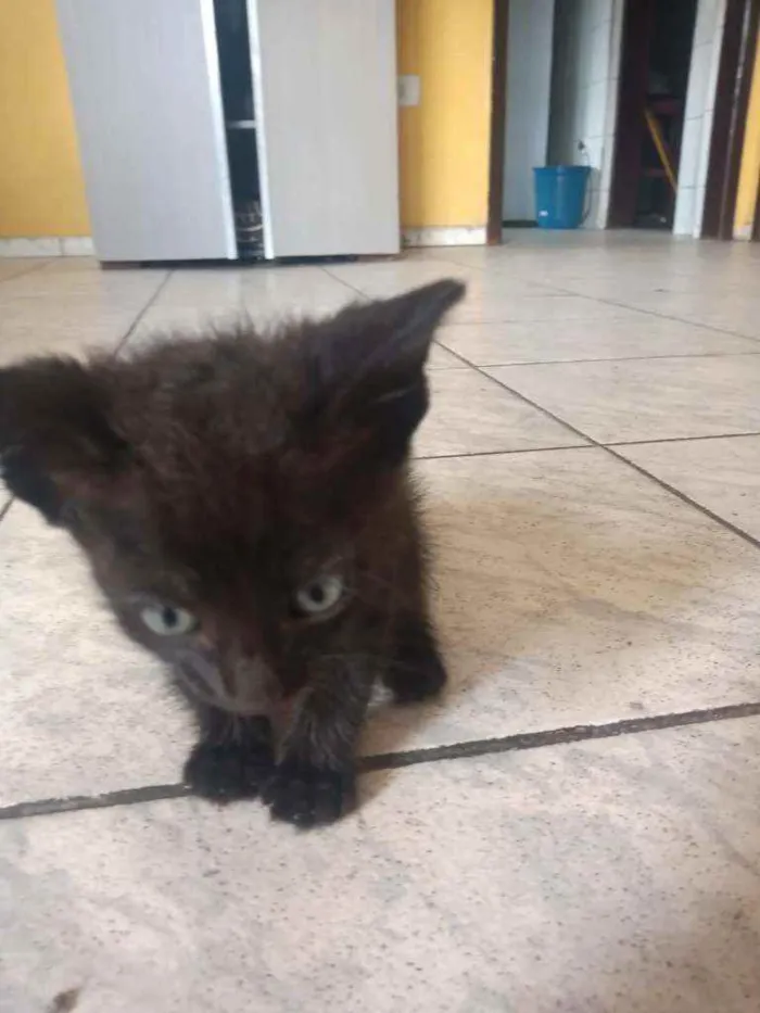 Gato ra a Branco, preto, e branco e pret idade 2 a 6 meses nome DOAÇÃO DE 6 GATINHOS