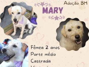 Cachorro raça Srd idade 2 anos nome Mary