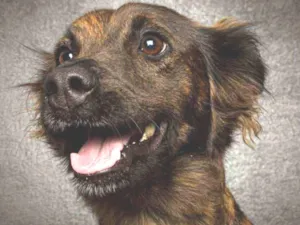 Cachorro raça Srd idade 3 anos nome Arya