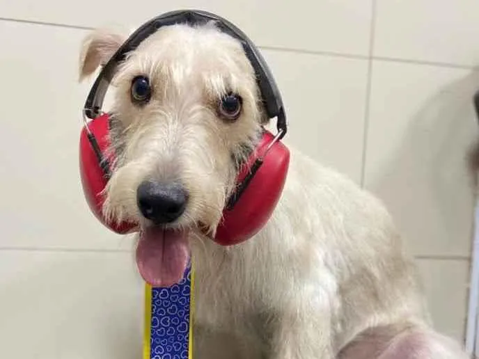 Cachorro ra a Mix  Fox Terrier pelo Duro idade 1 ano nome Denis