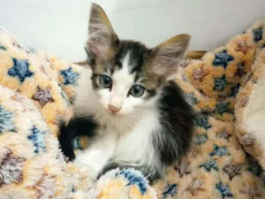 Gato raça srd idade Abaixo de 2 meses nome filhotes