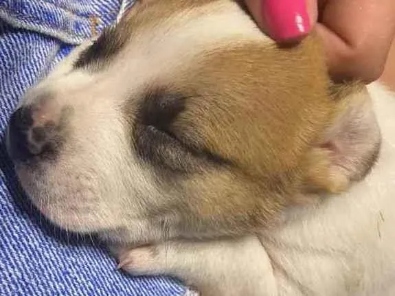 Cachorro ra a vira lata  idade Abaixo de 2 meses nome Sem nome 