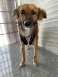 Coiote