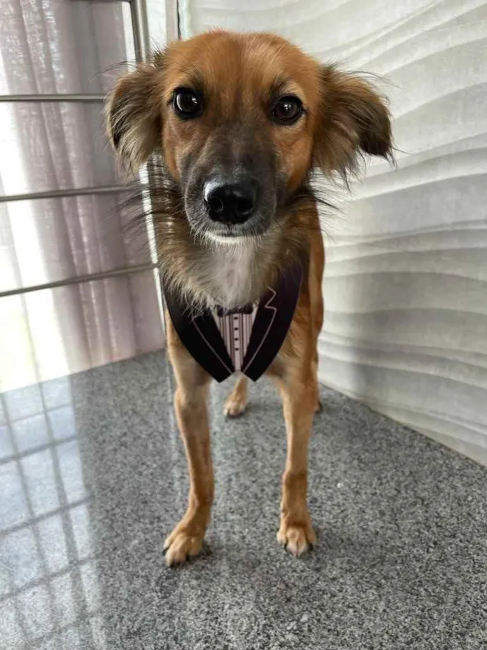 Cachorro ra a Sem raça  idade 2 anos nome Coiote