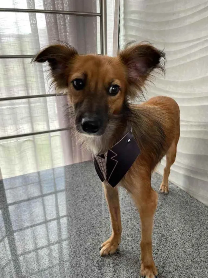 Cachorro ra a Sem raça  idade 2 anos nome Coiote
