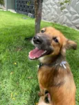 Coiote