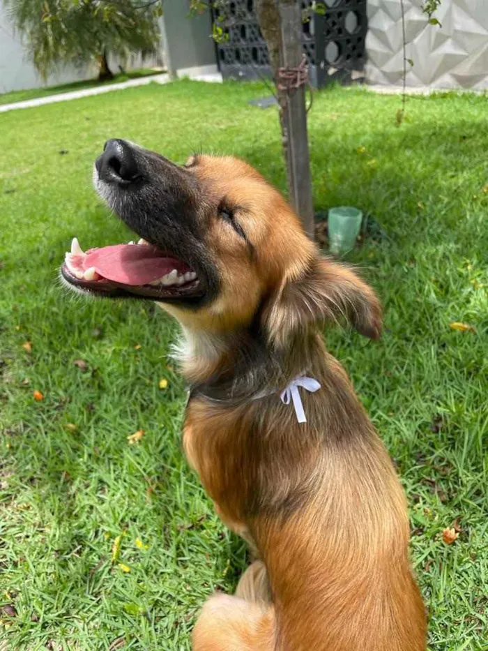 Cachorro ra a Sem raça  idade 2 anos nome Coiote