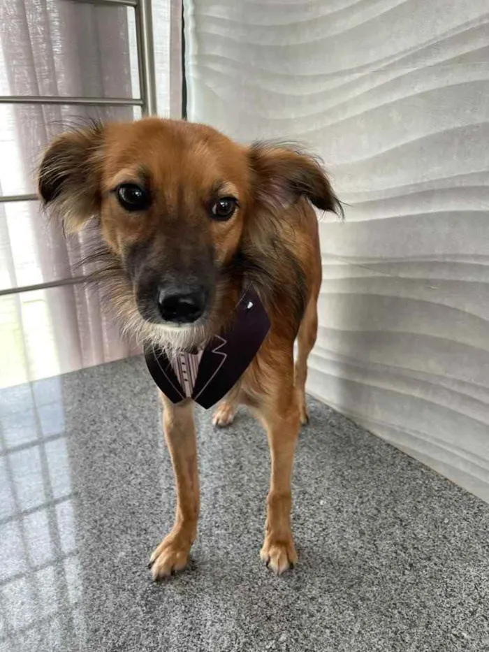 Cachorro ra a Sem raça  idade 2 anos nome Coiote
