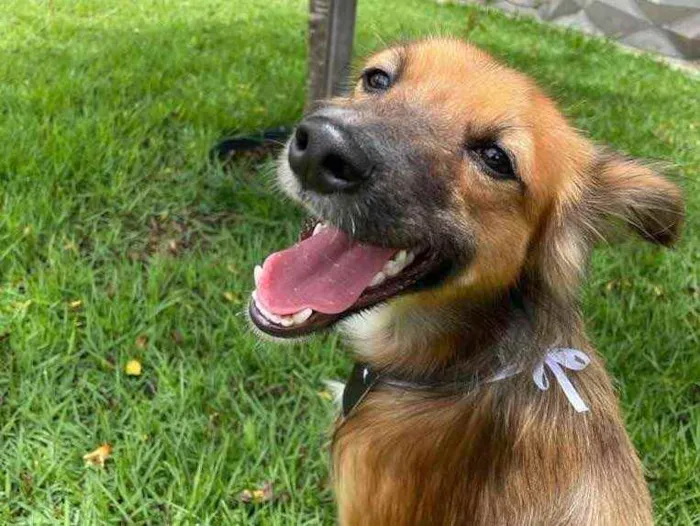 Cachorro ra a Sem raça  idade 2 anos nome Coiote