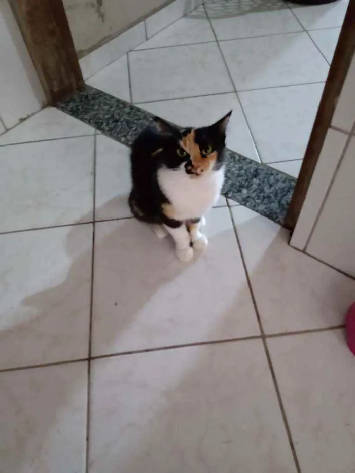 Gato raça Sem raça idade  nome Sem nome