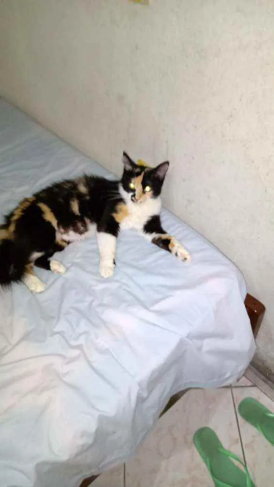 Gato raça Sem raça idade  nome Sem nome