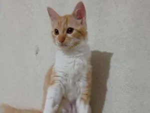 Gato raça Sem raça idade  nome Sem nome
