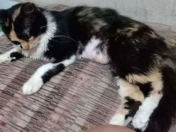 Gato raça Sem raça idade  nome Sem nome