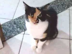 Gato raça Sem raça idade  nome Sem nome