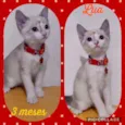 Gato raça SRD  idade 2 a 6 meses nome Lua 