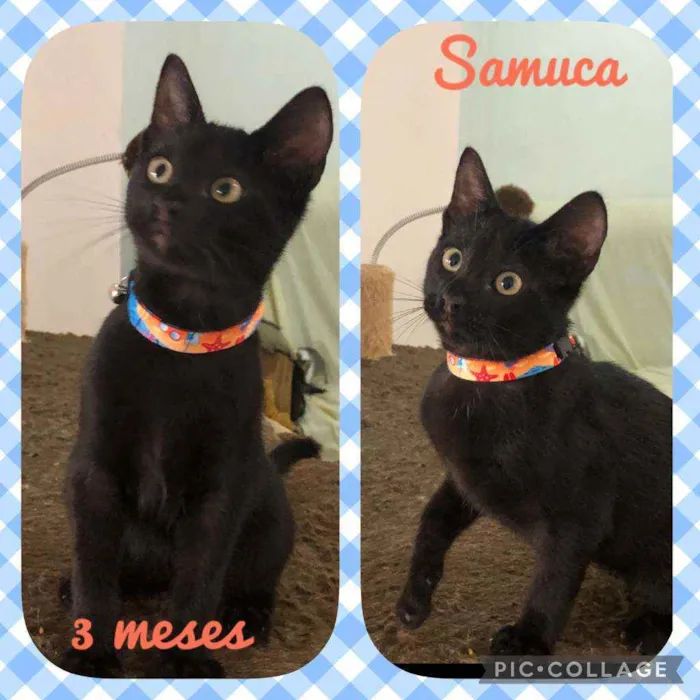 Gato raça SRD  idade 2 a 6 meses nome Samuca 