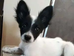 Cachorro raça Border Collie, poodle, srd idade 2 a 6 meses nome Panda