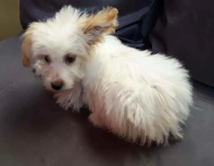 Cachorro ra a Border Collie, poodle, srd idade 2 a 6 meses nome Branquinho