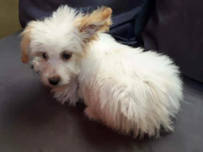 Cachorro ra a Border Collie, poodle, srd idade 2 a 6 meses nome Branquinho