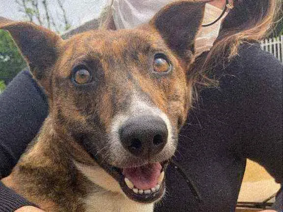 Cachorro ra a Vira lata  idade 5 anos nome Charlote