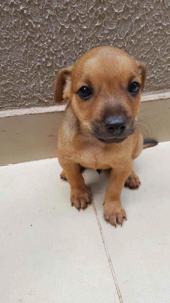 Cachorro ra a Vira lata  idade Abaixo de 2 meses nome Não tem