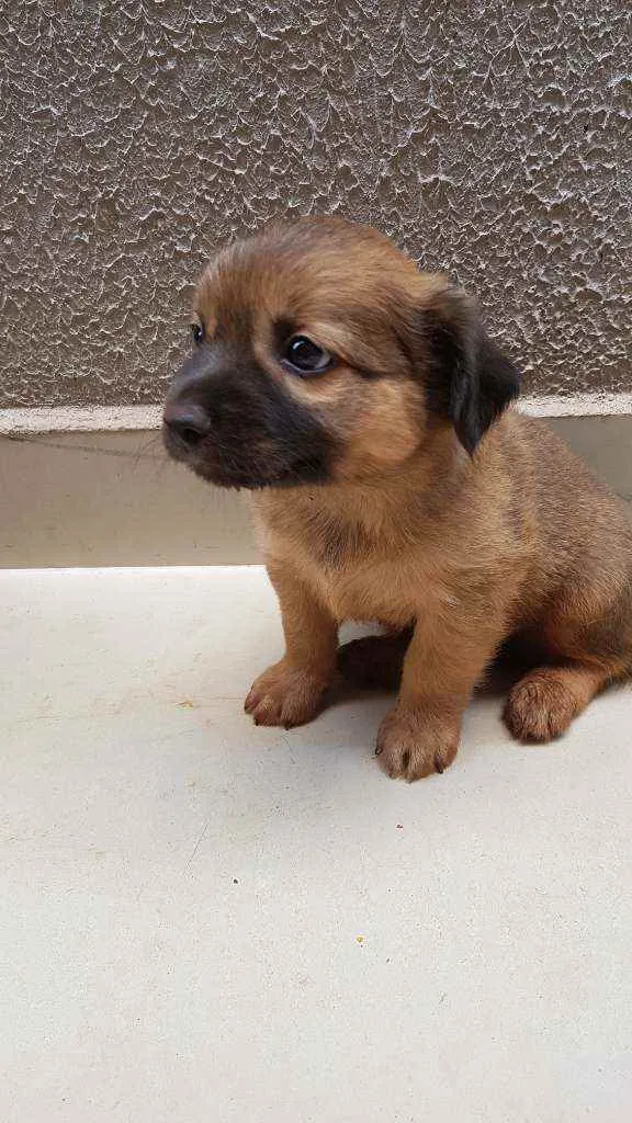 Cachorro ra a Vira lata  idade Abaixo de 2 meses nome Não tem