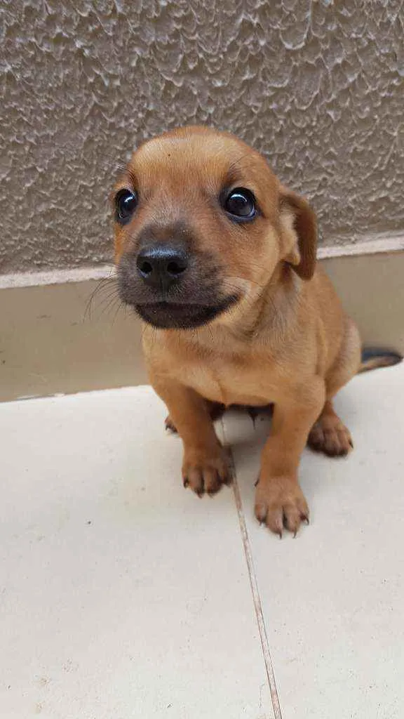 Cachorro ra a Vira lata  idade Abaixo de 2 meses nome Não tem