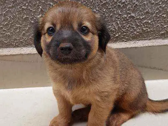 Cachorro ra a Vira lata  idade Abaixo de 2 meses nome Não tem