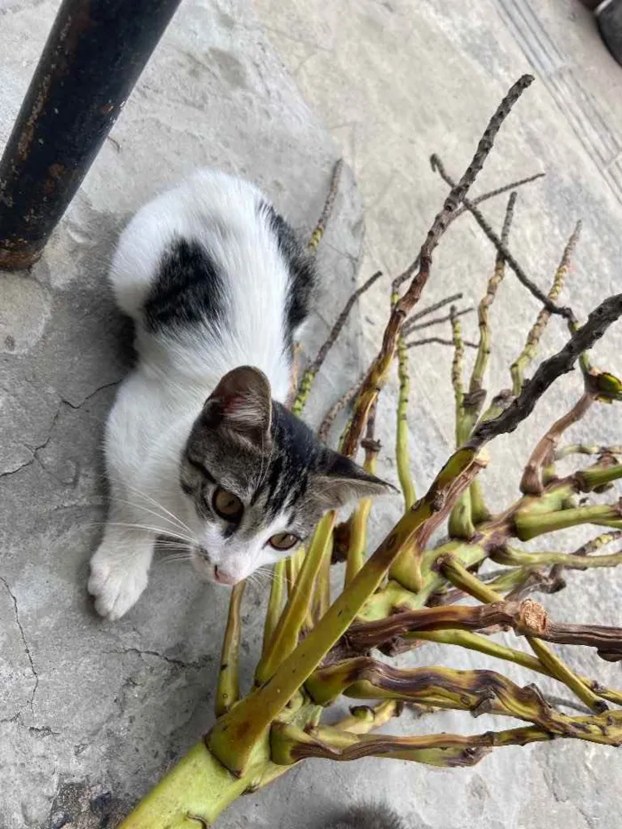 Gato raça Srd idade 2 a 6 meses nome Pirulito castrado