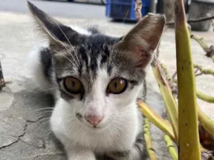 Gato raça Srd idade 2 a 6 meses nome Pirulito castrado