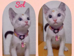 Gato raça SRD  idade 2 a 6 meses nome Sol 