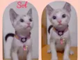 Gato raça SRD  idade 2 a 6 meses nome Sol 