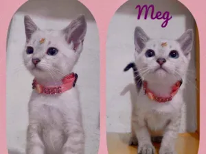 Gato raça SRD  idade 2 a 6 meses nome Meg 