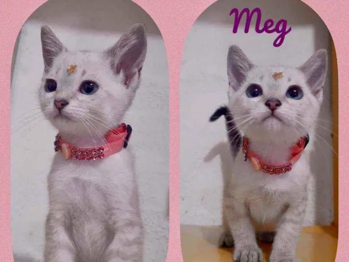 Gato raça SRD  idade 2 a 6 meses nome Meg 